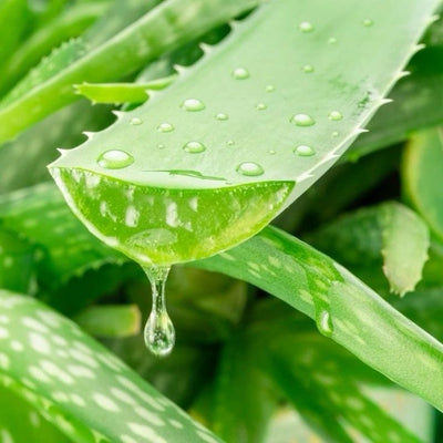 ALOE VERA EXTRACT